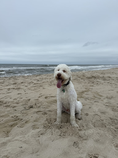 Photo from customer review