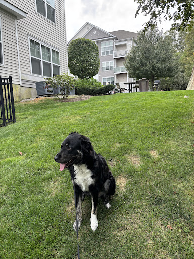 Photo from customer review