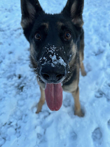 Photo from customer review