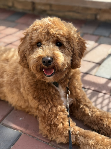 Photo from customer review